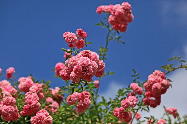 a0242438_18595658.jpg