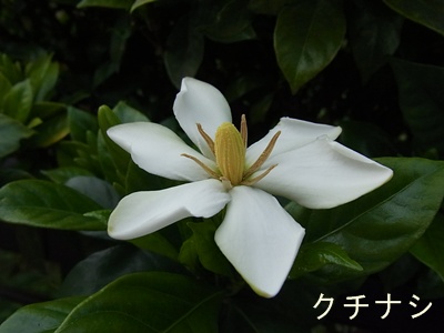 クチナシ