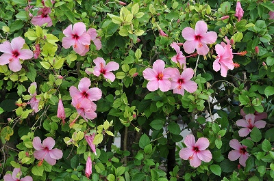a0182241_15592831.jpg