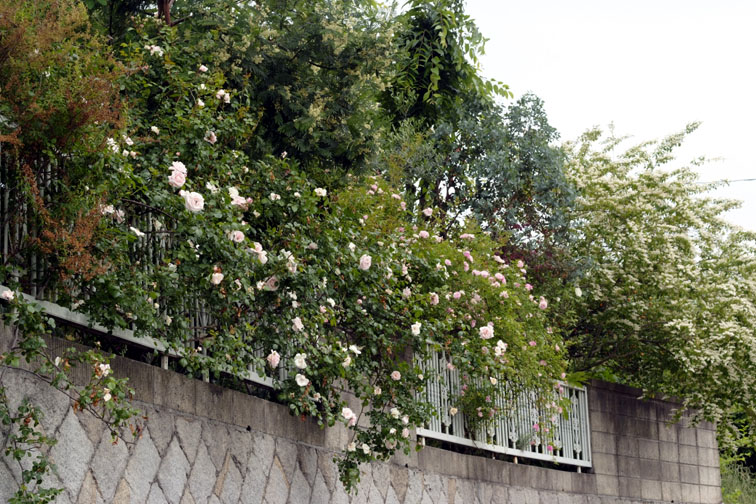 b0075541_123814.jpg