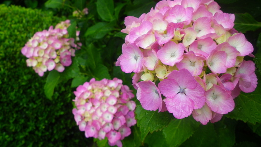 c0042847_17164943.jpg