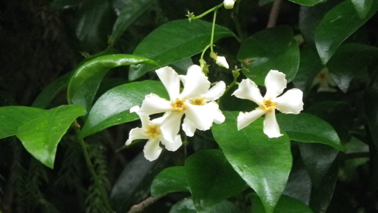 c0042847_1753434.jpg