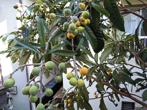 e0034047_11191940.jpg