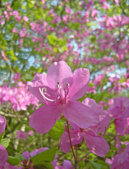 a0001354_23191480.gif