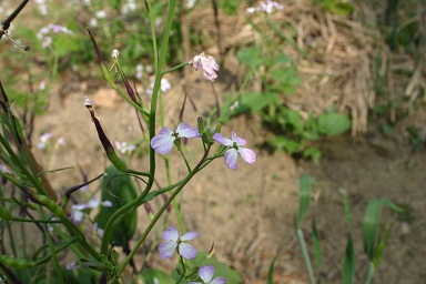 b0079965_4335243.jpg