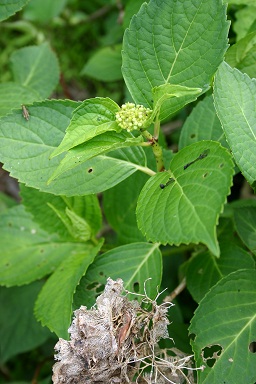 b0079965_434454.jpg