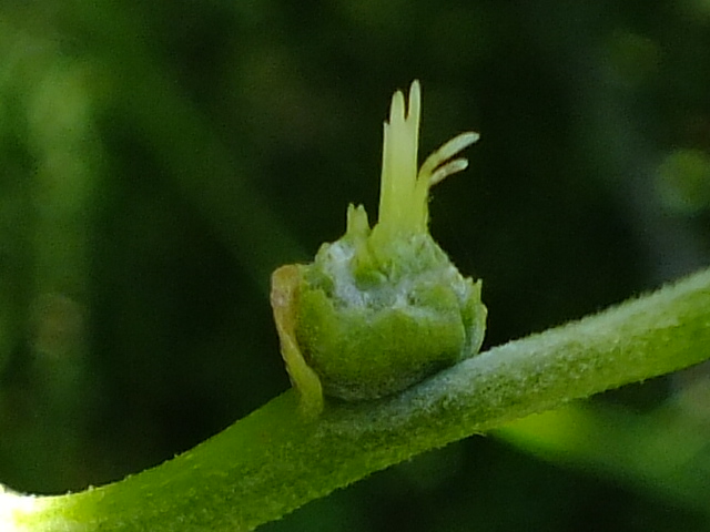 e0145782_17513296.jpg