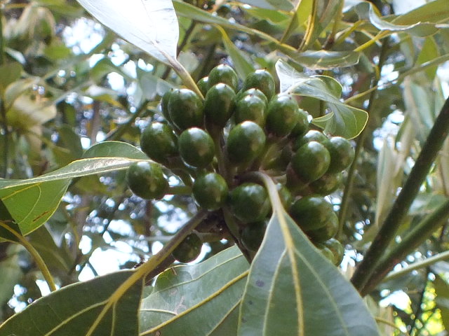 e0145782_17532035.jpg