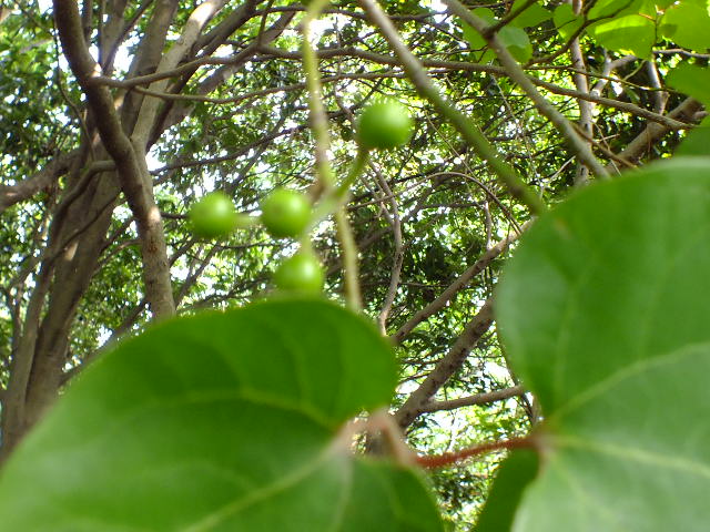 e0145782_17534711.jpg