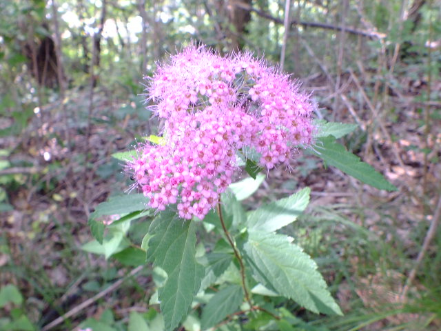 e0145782_1756790.jpg