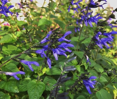 c0247096_17234191.jpg