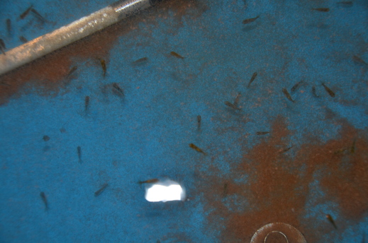 e0075412_085785.jpg
