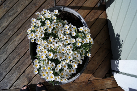 d0241813_4395549.jpg