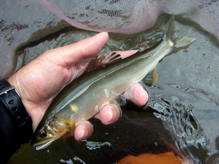 f0103126_20123491.jpg
