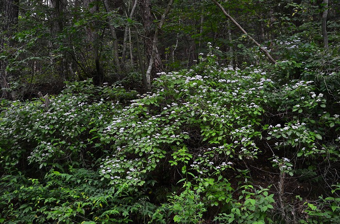 b0236334_19292852.jpg