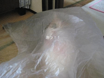 e0255638_20233825.gif