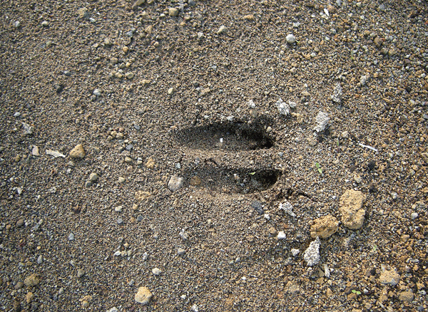 a0001354_22372055.gif