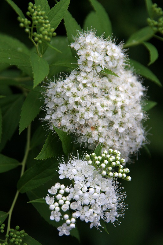 d0244960_2029223.jpg
