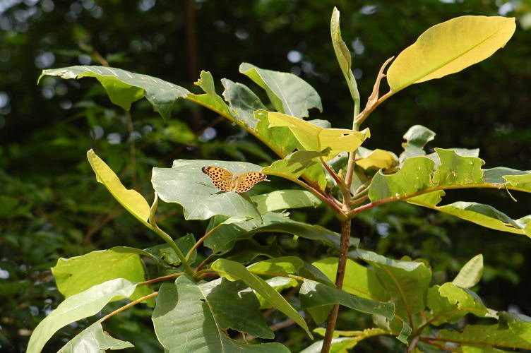 b0167762_22474518.jpg
