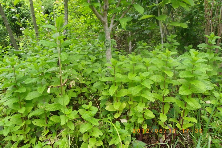 f0016066_21445196.jpg