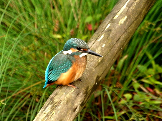 f0208666_15213813.jpg