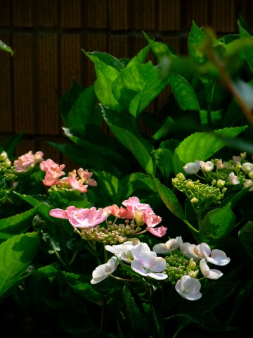 e0045768_2234129.jpg