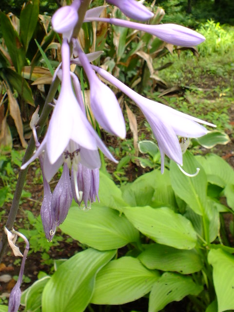 e0145782_2017517.jpg