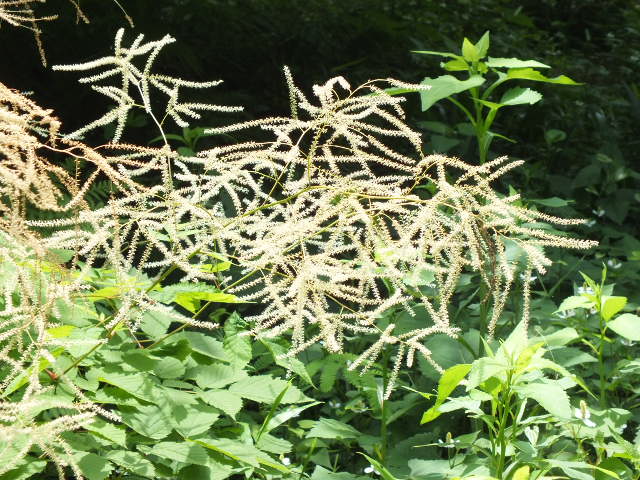 e0145782_20184043.jpg