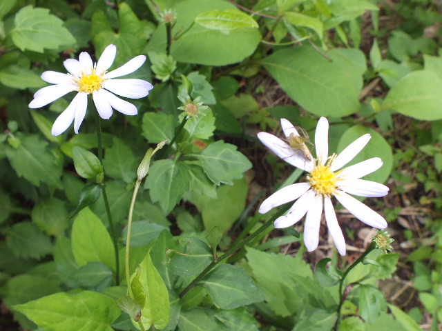 e0145782_2018420.jpg