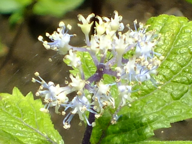 e0145782_20235941.jpg
