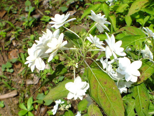 e0145782_20245917.jpg
