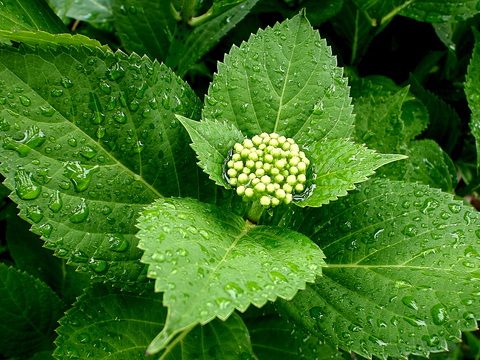 a0007388_11133988.jpg