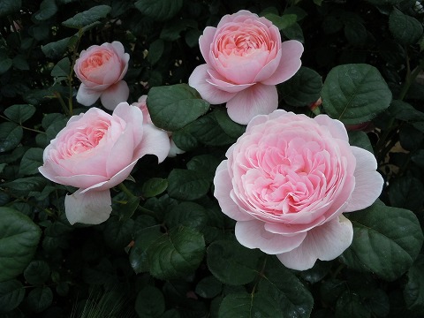 c0117007_20404332.jpg