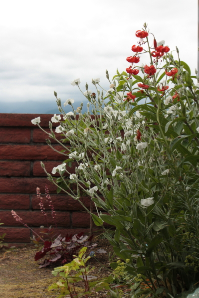 d0001008_12534391.jpg