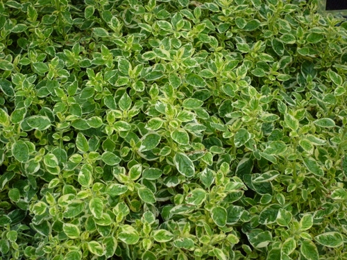 c0167112_192940100.jpg