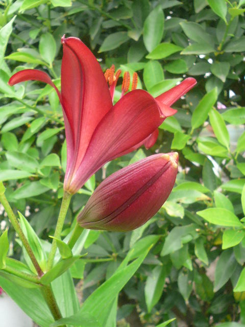 e0026017_15462090.jpg