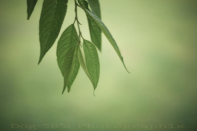 d0004832_2061115.jpg