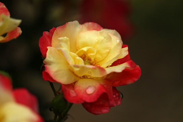 a0242438_20213827.jpg