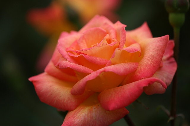 a0242438_20214440.jpg