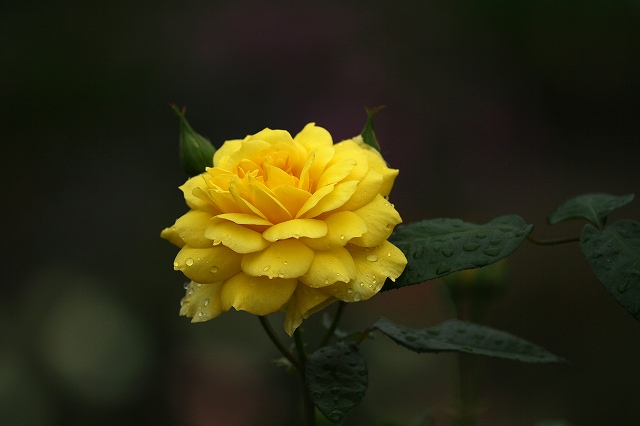 a0242438_2022810.jpg