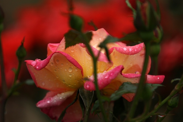 a0242438_20274535.jpg