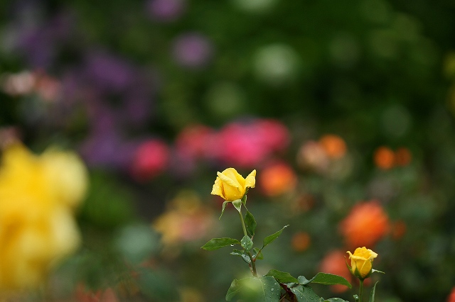 a0242438_20282726.jpg