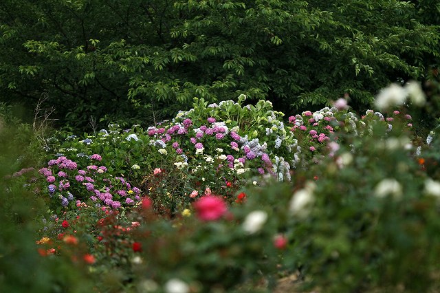 a0242438_20284345.jpg