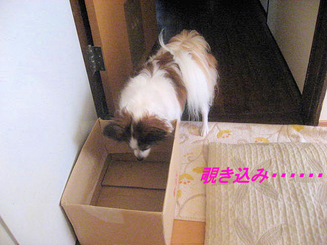 a0149240_140549.jpg