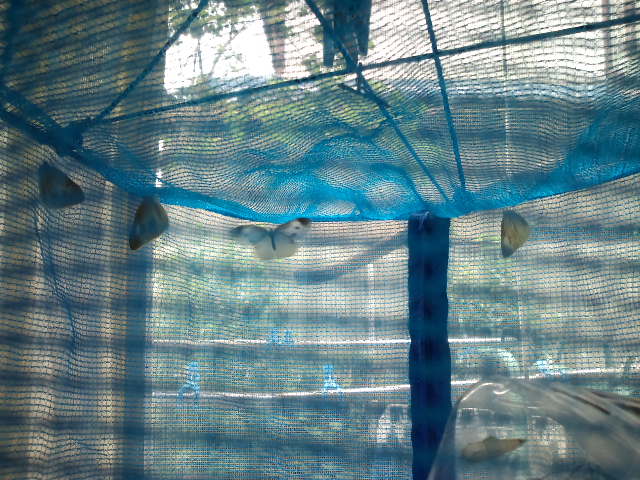 e0034047_1549437.jpg