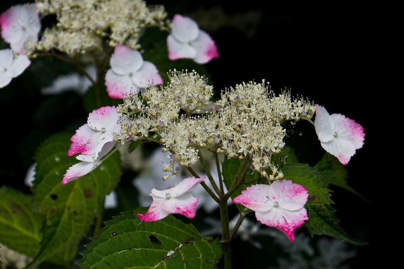 f0044056_7115575.jpg