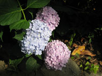 c0117570_12451631.jpg