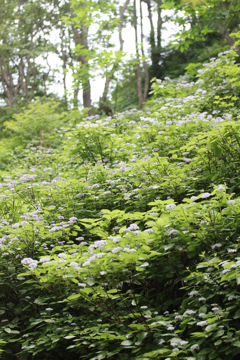 e0024081_21111438.jpg