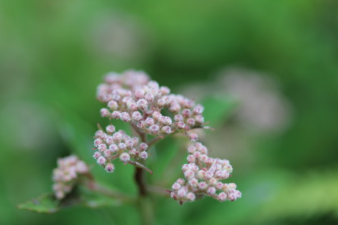 e0024081_21133550.jpg