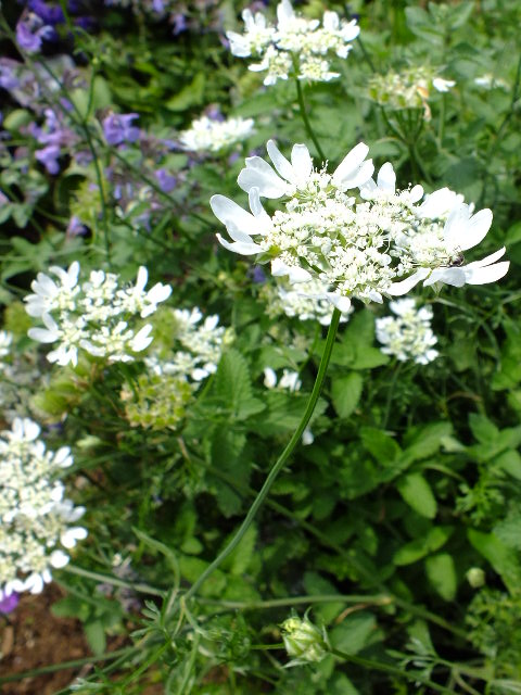 e0145782_17504427.jpg